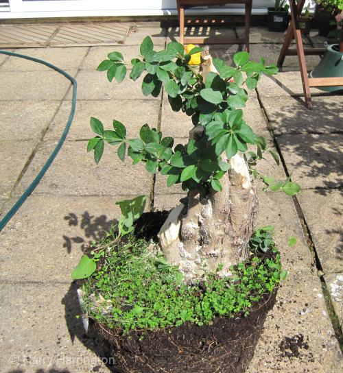 Large Privet Bonsai Progression 